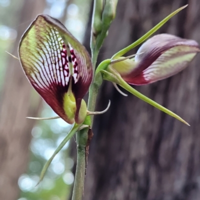 Cryptostylis erecta (Bonnet Orchid) at Ulladulla, NSW - 28 Dec 2021 by trevorpreston