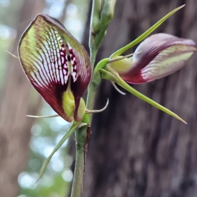 Cryptostylis erecta (Bonnet Orchid) at Ulladulla - Millards Creek - 28 Dec 2021 by tpreston