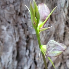 Cryptostylis erecta at Ulladulla, NSW - suppressed