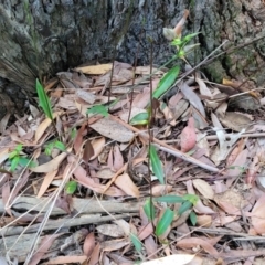 Cryptostylis erecta at Ulladulla, NSW - suppressed