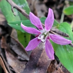 Schelhammera undulata (Lilac Lily) at Ulladulla - Millards Creek - 28 Dec 2021 by tpreston