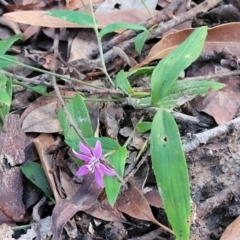 Schelhammera undulata at Ulladulla, NSW - 28 Dec 2021