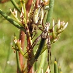 Plebs bradleyi (Enamelled spider) at Namadgi National Park - 27 Dec 2021 by JohnBundock
