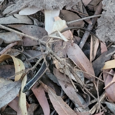Eulamprus quoyii (Eastern Water Skink) at Ulladulla, NSW - 28 Dec 2021 by tpreston