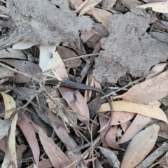 Eulamprus quoyii at Ulladulla, NSW - 28 Dec 2021
