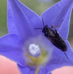 Pergidae sp. (family) (Unidentified Sawfly) at Block 402 - 22 Dec 2021 by AJB