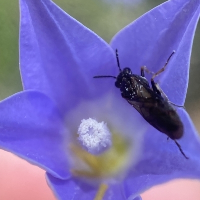 Pergidae sp. (family) (Unidentified Sawfly) at Piney Ridge - 22 Dec 2021 by AJB