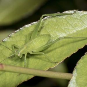 Caedicia simplex at Higgins, ACT - 27 Dec 2021