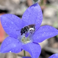 Lasioglossum (Chilalictus) sp. (genus & subgenus) (Halictid bee) at Stromlo, ACT - 22 Dec 2021 by AJB