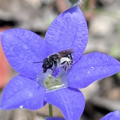 Lasioglossum (Chilalictus) sp. (genus & subgenus) (Halictid bee) at Piney Ridge - 22 Dec 2021 by AJB