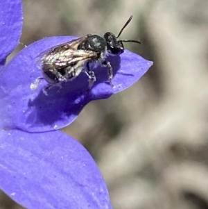 Lasioglossum (Chilalictus) sp. (genus & subgenus) at Stromlo, ACT - 22 Dec 2021