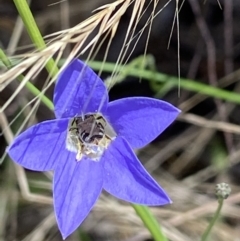 Lasioglossum (Chilalictus) sp. (genus & subgenus) at Stromlo, ACT - 22 Dec 2021