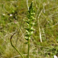 Microtis sp. (Onion Orchid) at Mount Clear, ACT - 27 Dec 2021 by JohnBundock