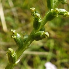 Microtis sp. at Mount Clear, ACT - suppressed