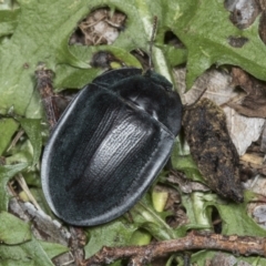 Pterohelaeus piceus (Pie-dish beetle) at Higgins, ACT - 27 Dec 2021 by AlisonMilton