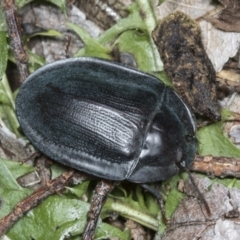 Pterohelaeus piceus at Higgins, ACT - 27 Dec 2021 03:48 PM