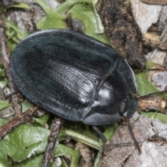 Pterohelaeus piceus at Higgins, ACT - 27 Dec 2021 03:48 PM