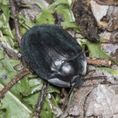 Pterohelaeus piceus at Higgins, ACT - 27 Dec 2021 03:48 PM