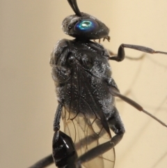 Unidentified Parasitic wasp (numerous families) (TBC) at Wellington Point, QLD - 21 Dec 2021 by TimL