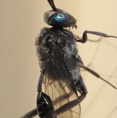Unidentified Parasitic wasp (numerous families) at Wellington Point, QLD - 21 Dec 2021 by TimL
