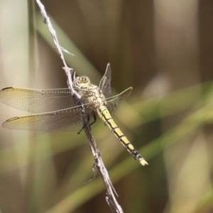 Orthetrum caledonicum at Cook, ACT - 28 Dec 2021