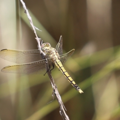 Orthetrum caledonicum (Blue Skimmer) at Cook, ACT - 28 Dec 2021 by Tammy
