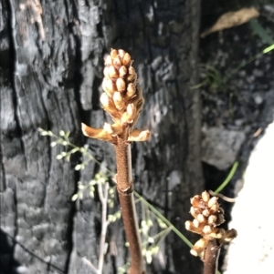 Gastrodia procera at Rendezvous Creek, ACT - suppressed