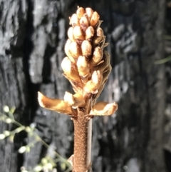 Gastrodia procera at Rendezvous Creek, ACT - 21 Dec 2021