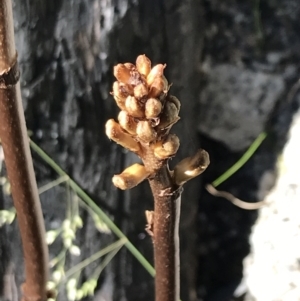 Gastrodia procera at Rendezvous Creek, ACT - 21 Dec 2021