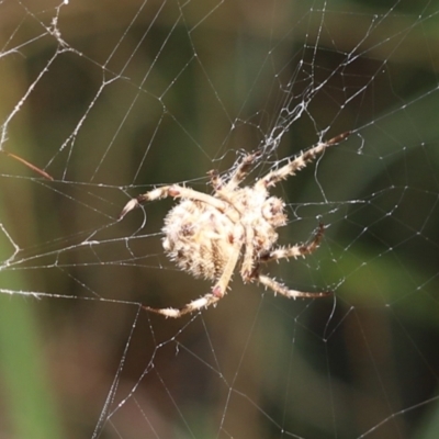 Araneidae (family) (Orb weaver) at Cook, ACT - 28 Dec 2021 by Tammy