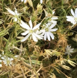 Stellaria pungens at Rendezvous Creek, ACT - 21 Dec 2021 05:56 PM