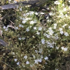 Stellaria pungens at Rendezvous Creek, ACT - 21 Dec 2021 05:56 PM