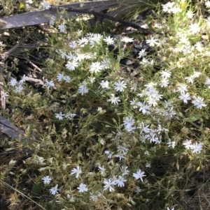 Stellaria pungens at Rendezvous Creek, ACT - 21 Dec 2021 05:56 PM