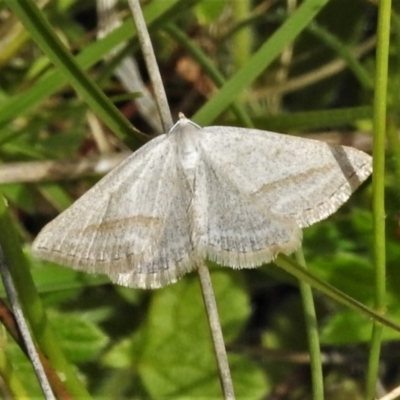 Taxeotis endela (Looper or geometer moth) at Mount Clear, ACT - 28 Dec 2021 by JohnBundock