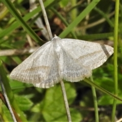 Taxeotis endela (Looper or geometer moth) at Mount Clear, ACT - 27 Dec 2021 by JohnBundock