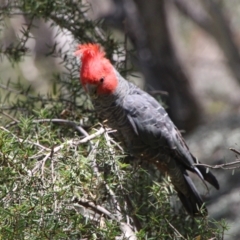 Callocephalon fimbriatum (Gang-gang Cockatoo) at Namadgi National Park - 28 Dec 2021 by ChrisHolder