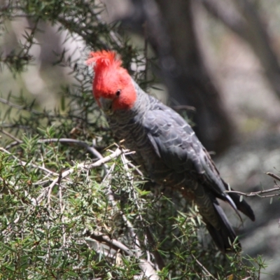 Callocephalon fimbriatum (Gang-gang Cockatoo) at Namadgi National Park - 28 Dec 2021 by ChrisHolder