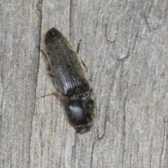 Monocrepidius (genus) (Click beetle) at Higgins, ACT - 27 Dec 2021 by AlisonMilton