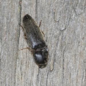 Monocrepidus (genus) at Higgins, ACT - 27 Dec 2021 03:49 PM