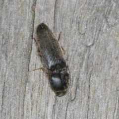 Monocrepidus (genus) at Higgins, ACT - 27 Dec 2021 03:49 PM