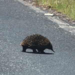 Tachyglossus aculeatus at Booth, ACT - 28 Dec 2021 01:07 PM