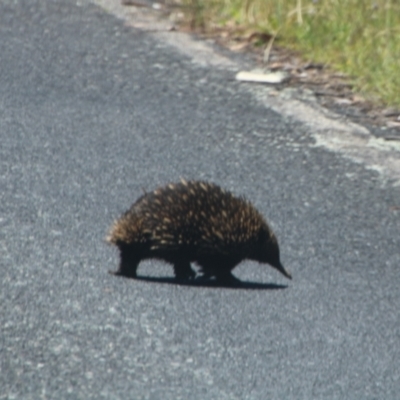 Tachyglossus aculeatus (Short-beaked Echidna) at Booth, ACT - 28 Dec 2021 by ChrisHolder