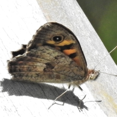 Geitoneura klugii (Marbled Xenica) at Namadgi National Park - 28 Dec 2021 by JohnBundock