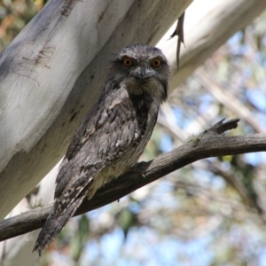 Podargus strigoides at Rendezvous Creek, ACT - 28 Dec 2021