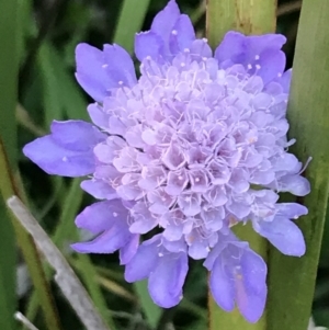 Scabiosa atropurpurea at Ventnor, VIC - 15 Dec 2021