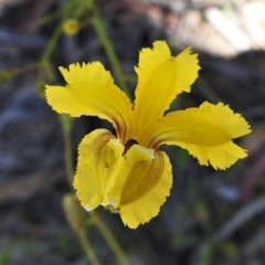 Goodenia paradoxa (Spur Goodenia) at Mount Clear, ACT - 28 Dec 2021 by JohnBundock