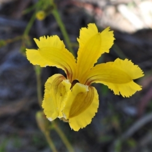 Goodenia paradoxa at Mount Clear, ACT - 28 Dec 2021