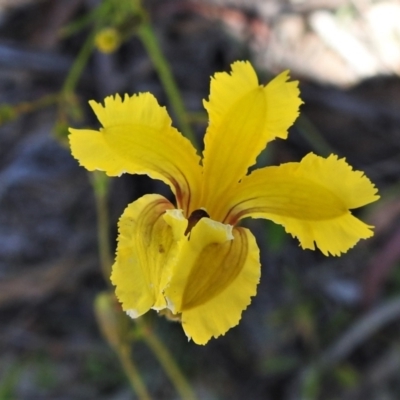 Goodenia paradoxa (Spur Goodenia) at Mount Clear, ACT - 28 Dec 2021 by JohnBundock