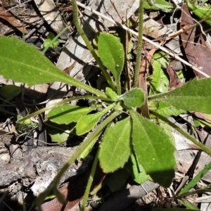 Goodenia paradoxa at Mount Clear, ACT - 28 Dec 2021