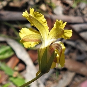 Goodenia paradoxa at Mount Clear, ACT - 28 Dec 2021